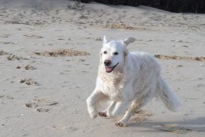 Kinney Shores Dog Friendly Beach in Maine