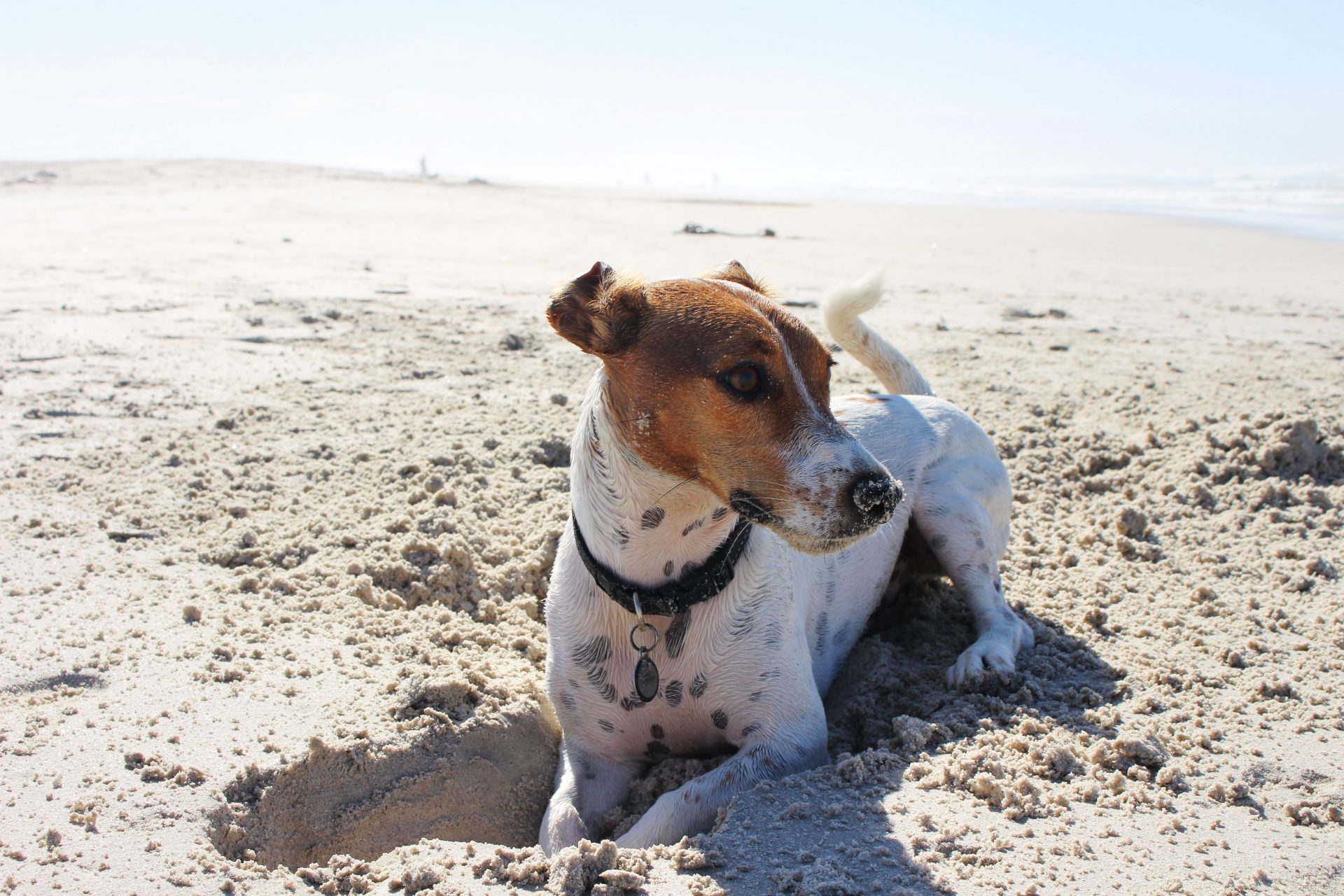 Dog friendly beaches in Maine Acer Properties Rentals