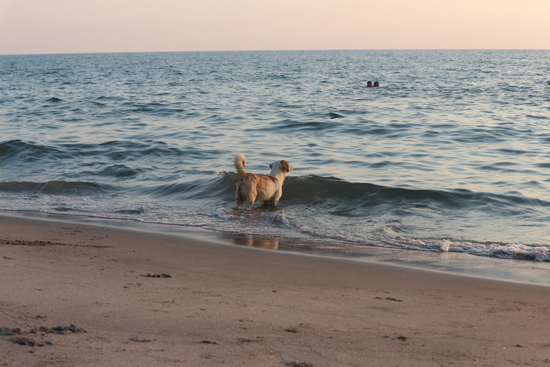 Dog-friendly-beach-in-Maine - Acer Properties & Rentals