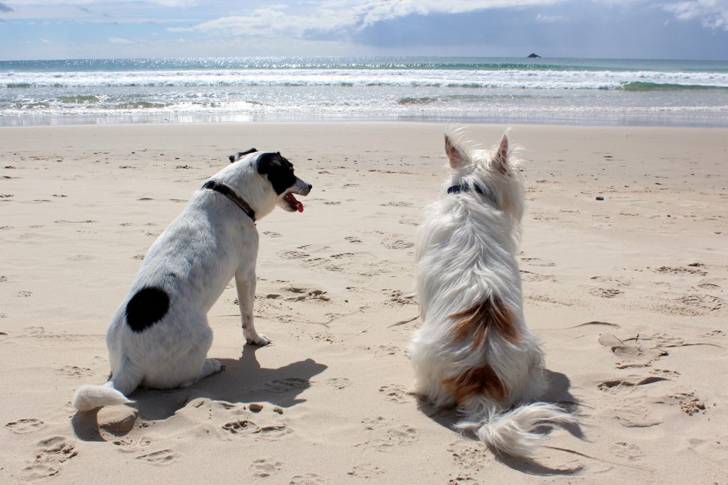 Dog-friendly-beaches-in-Maine - Acer Properties & Rentals