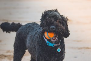 Find the best dog-friendly beaches in Maine