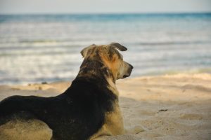 Dog enjoying a beach in Maine