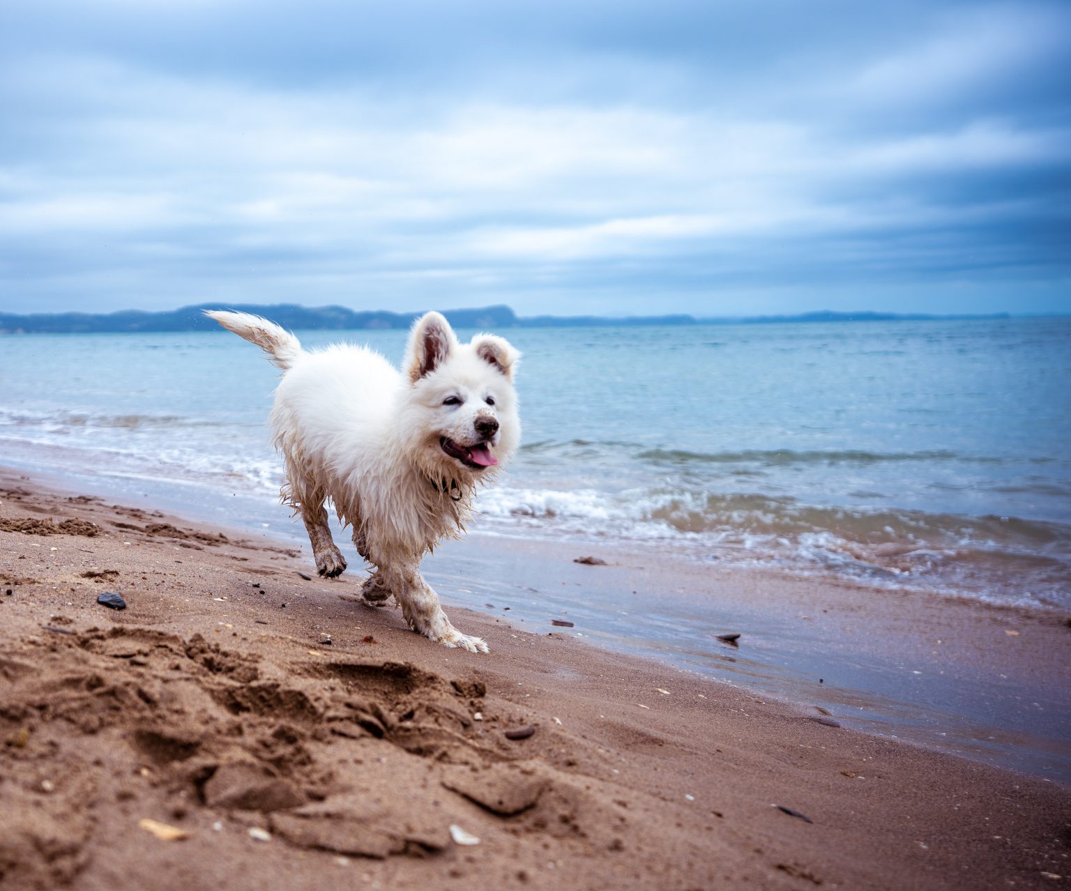 all year round dog friendly beaches near me