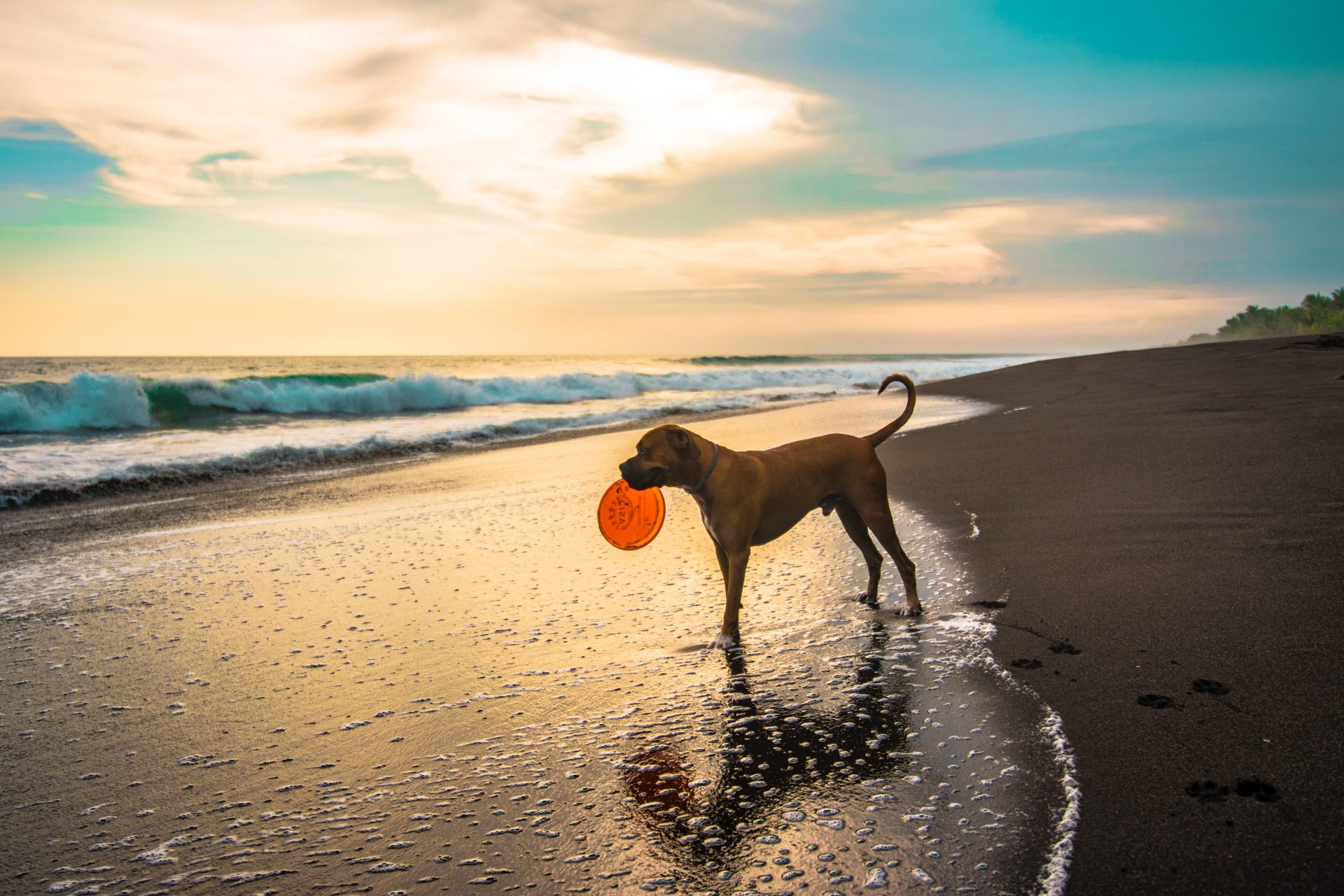 Best Dog-Friendly Beaches in Maine - Acer Properties & Rentals